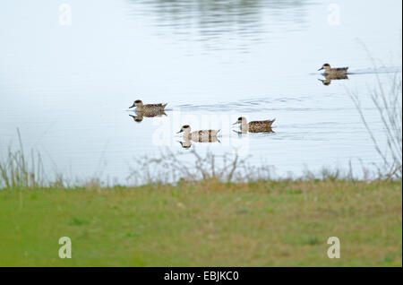 Marmorierte Enten (Marmaronetta Angustirostris) schwimmen in einem See im Parc Natural de s' Albufera de Mallorca, Spanien Stockfoto