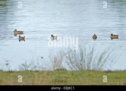 Marmorierte Enten (Marmaronetta Angustirostris) schwimmen in einem See im Parc Natural de s' Albufera de Mallorca, Spanien Stockfoto