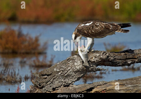 Fischadler (Pandion Haliaetus) thront auf Zweig mit Fisch, Essen, Parc Natural de S'Albufera de Mallorca, Spanien Stockfoto