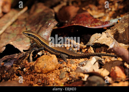 Taylors gestreiften Skink (Eutropis Zubereitung), juvenile auf den Boden, Sri Lanka, Sinharaja Forest National Park Stockfoto