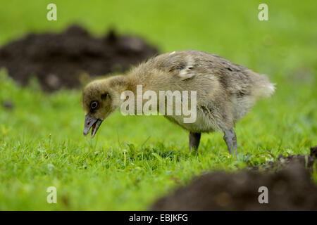 Graugans (Anser Anser), Gans Küken suchen Nahrung in einer Wiese, Deutschland, Bayern Stockfoto