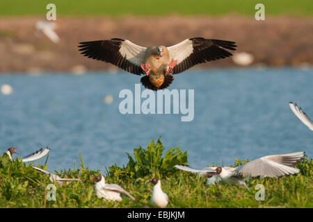 Nilgans (Alopochen Aegyptiacus), Spülung Lachmöwen bei der Landung auf einem See bedeckt mit Rasen, Niederlande, Texel Stockfoto