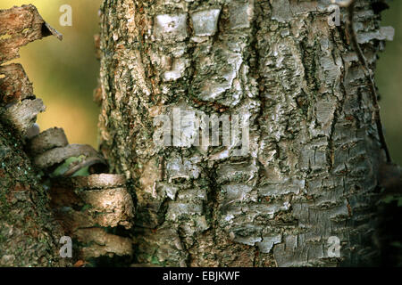 Sargent Cherry, Sargents Kirsche (Prunus Sargentii), Rinde Stockfoto