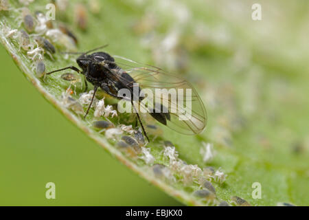 Hartriegel-Rasen Blattlaus (Anoecia Corni), Kolonie von Hartriegel-Rasen Blattläuse auf Hartriegel, Deutschland, Bayern Stockfoto