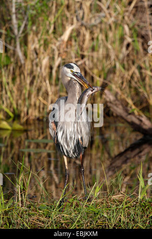 Great Blue Heron (Ardea Herodias), mit Fisch im Schnabel (Walking Catfish, gariepinus Batrachus), USA, Florida, Everglades Nationalpark Stockfoto