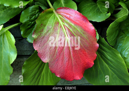 Elefanten-Ohren (Bergenie Crassifolia), rote farbige Blatt, Deutschland Stockfoto