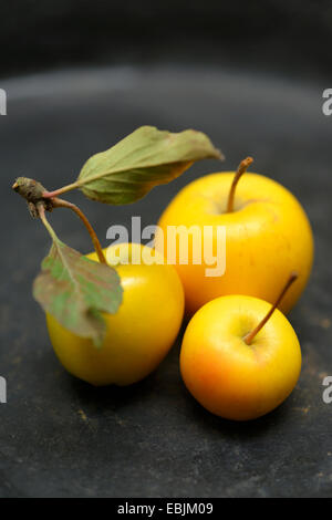 Gelbe Holzäpfel, close-up Stockfoto