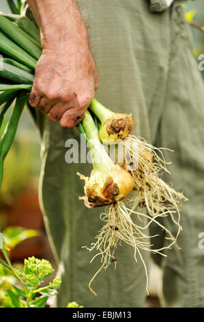 Mann hält frisch gepflückt Zwiebeln, Fokus auf Händen Stockfoto