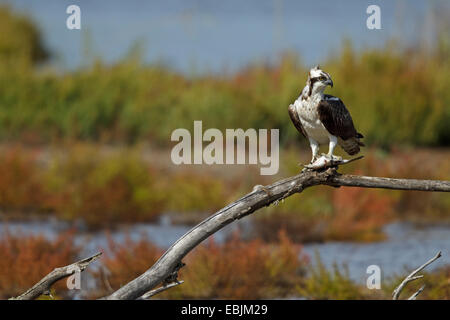 Fischadler (Pandion Haliaetus) thront auf Zweig mit Fisch, Essen, Parc Natural de S'Albufera de Mallorca, Spanien Stockfoto