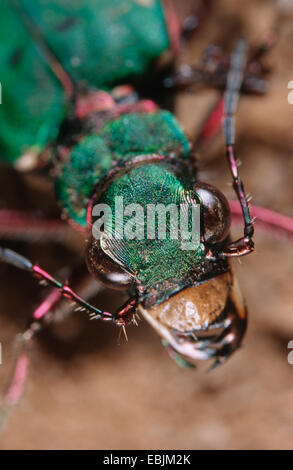 grüne Sandlaufkäfer (Cicindela Campestris), Ansicht von oben auf den Kopf Stockfoto