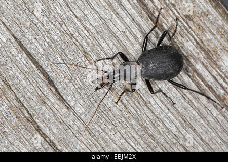 Boden-Käfer (Cychrus Caraboides), sitzen auf Totholz, Deutschland Stockfoto