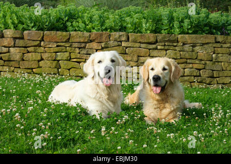 Golden Retriever (Canis Lupus F. Familiaris), zwei Hunde liegen nebeneinander in eine Kleewiese vor einer Natursteinmauer, Deutschland Stockfoto