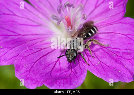 Schweiß der Biene, die europäischen Halictid Biene (vgl. Costulatum Früchte, Früchte-Spezifikation), auf einer Blume, Deutschland Stockfoto