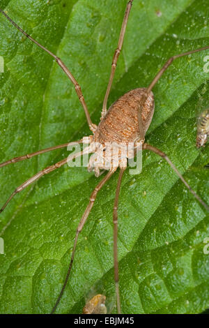 gemeinsamen Harvestman (Phalangium Opilio), sitzt auf einem Blatt, Deutschland Stockfoto