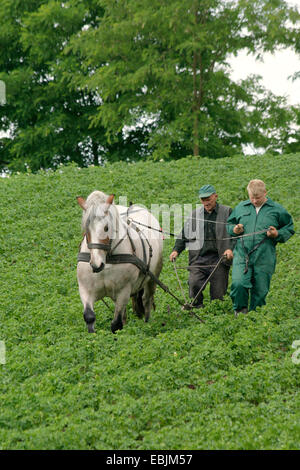 polnische Bauern mit Pferd Häufeln Kartoffel Pflanzen von einem Kartoffelfeld, Polen, Westpommern, Siekierki Stockfoto