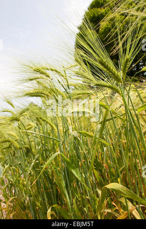 Gerste (Hordeum Vulgare), Ohren, Deutschland Stockfoto