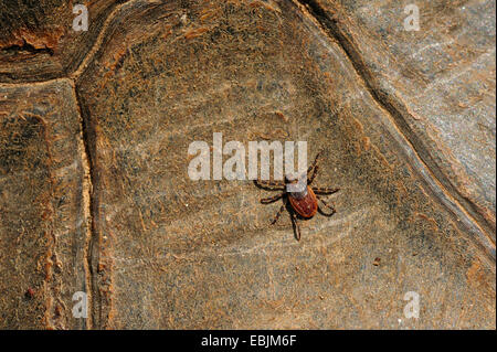 Margin, Schildkröte, ausgestoßenen Schildkröte (Testudo Marginata), Tick auf der Schale, Griechenland Stockfoto