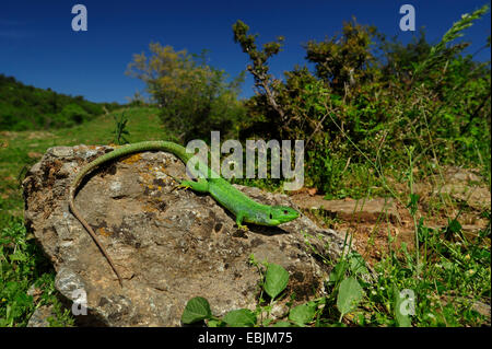 Balkan grüne Eidechse, Balkan Smaragd Eidechse (Lacerta Trilineata, Lacerta Trilineata Dobrogica), Sonnenbaden auf einem Felsen, Griechenland, Zuge Stockfoto