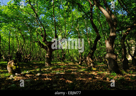 Lacewood, orientalische Flugzeug (Platanus Orientalis), Hobeln Holz am Bach des Olymp, Griechenland, Mazedonien, Olymp Stockfoto