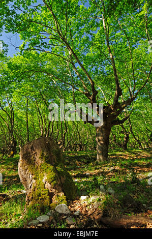 Lacewood, orientalische Flugzeug (Platanus Orientalis), am Bach des Olymp, Griechenland, Mazedonien, Olymp Stockfoto