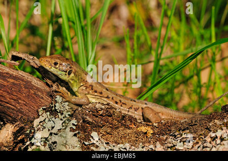 Östlichen grüne Eidechse, europäische grüne Eidechse, Smaragd Eidechse (Lacerta Viridis, Lacerta Viridis Meridionalis), Weiblich, Griechenland, Zuge Stockfoto