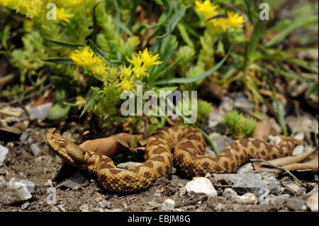 Nase-gehörnte Viper, gehörnte Viper, Langnasen-Viper (Vipera Ammodytes, Vipera Ammodytes Meridionalis), juvenile männlich, Griechenland, Mazedonien Stockfoto