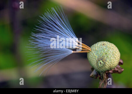 Colt-Foot, Huflattich (Tussilago Farfara), mit Früchten, Norwegen, Tromsoe Stockfoto