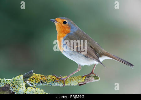 Rotkehlchen (Erithacus Rubecula), sitzt auf einem Ast, Deutschland Stockfoto