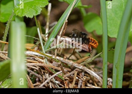Zweifarbigen Mauerbiene (Osmia bicolor), Mauerbienen deckt ihr Nest in einem Schneckenhaus mit kleinen Stücken von Zweig, Deutschland, Bayern Stockfoto