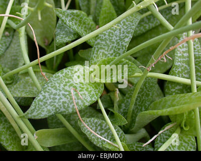 Silber Blaustern, violett Blaustern, Leopard Lily (Ledebouria Socialis, Scilla Violacea), Blätter Stockfoto