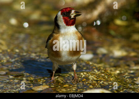 Eurasische Stieglitz (Zuchtjahr Zuchtjahr), sittin in einem Bach trinken, Deutschland, Mecklenburg-Vorpommern Stockfoto