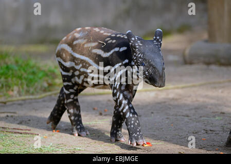 Asiatischer Tapir, Schabrackentapir (Tapirus Indicus), juvenile Stockfoto