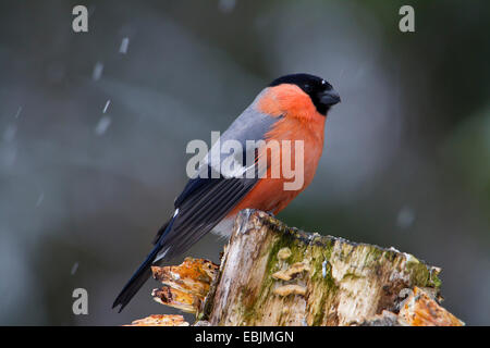 Gimpel, eurasische Gimpel, nördlichen Gimpel (Pyrrhula Pyrrhula), sitzen bei Schneefall auf einem Stamm, Schweden, Hamra-Nationalpark Stockfoto