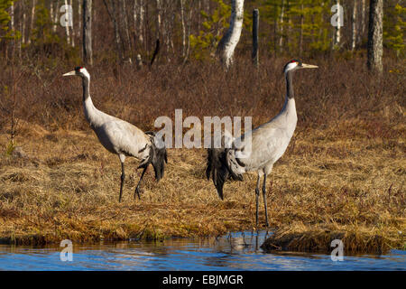 Kranich, eurasische Kranich (Grus Grus), zwei Kräne stehen morgens an einem See, Schweden, Nationalpark Hamra Stockfoto