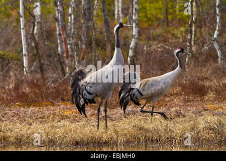 Kranich, eurasische Kranich (Grus Grus), zwei Kräne am Morgen an einem See, Schweden, Nationalpark Hamra Stockfoto