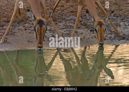 Impala (Aepyceros Melampus), zwei Impalas trinken am Wasserloch, South Africa, Kwazulu-Natal, Mkuze Game Reserve Stockfoto