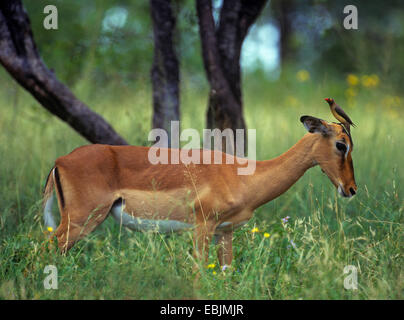 Impala (Aepyceros Melampus), mit rot-billed Oxpecker Stockfoto