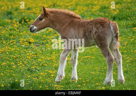 Pferd (Equus Przewalskii F. Caballus), mehrere Tage alte Fohlen auf einer Wiese, Deutschland, Nordrhein-Westfalen Stockfoto