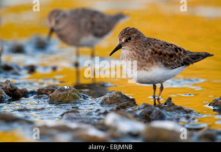 Temminck Pensum (Calidris Temminckii), an einem Ufer Stockfoto