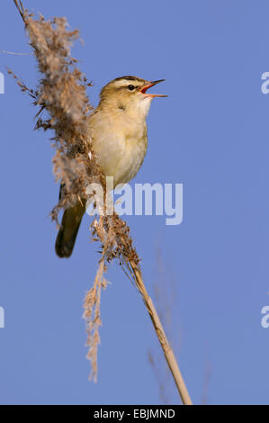 Schilfrohrsänger (Acrocephalus Schoenobaenus), sitzen auf Reed Gesang, Goldenstedt, Deutschland, Niedersachsen, Stockfoto