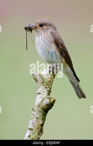 Grauschnäpper (Muscicapa Striata), mit Beute im Schnabel, Deutschland, Niedersachsen, Goldenstedt, Stockfoto