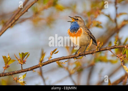 Blaukehlchen (Luscinia Svecica, Cyanosylvia Svecia), sitzt auf einem Ast, singen, Deutschland, Niedersachsen Stockfoto