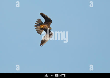 Eleonora von Falke (Falco Eleonorae) während des Fluges, Männchen mit der Aufforderung, Mallorca, Spanien Stockfoto