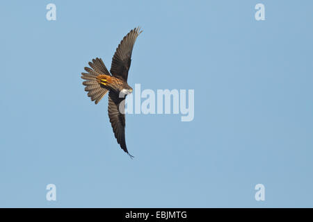 Eleonora von Falke (Falco Eleonorae) während des Fluges, Männchen mit der Aufforderung, Mallorca, Spanien Stockfoto