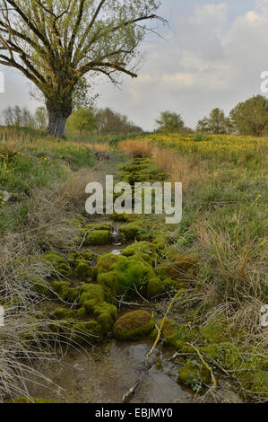 Weide, Korbweide (Salix spec.), natürlich einen Stream und Willow, Deutschland, Bayern, Oberpfalz Stockfoto