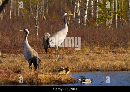 Kranich, eurasische Kranich (Grus Grus), zwei Kräne am Morgen an einem See mit Stockenten, Schweden, Nationalpark Hamra Stockfoto