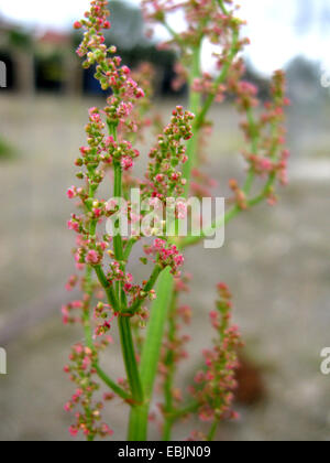 Garten-Sauerampfer (Rumex a, Rumex liegen var. Hortensis), Blütenstand, Deutschland, Nordrhein-Westfalen Stockfoto