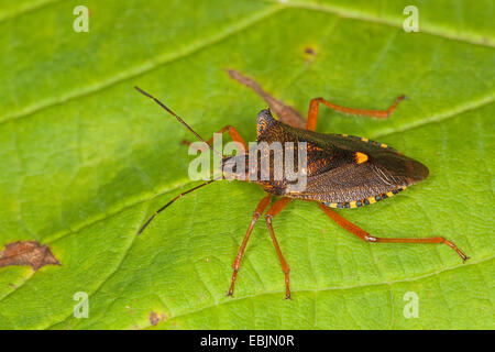 Wald-Fehler (Pentatoma Art), sitzt auf einem Blatt, Deutschland Stockfoto