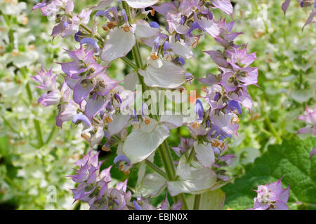 Muskatellersalbei (Salvia Sclarea), blühen Stockfoto