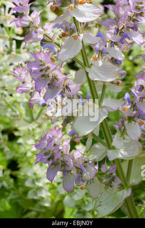 Muskatellersalbei (Salvia Sclarea), blühen Stockfoto